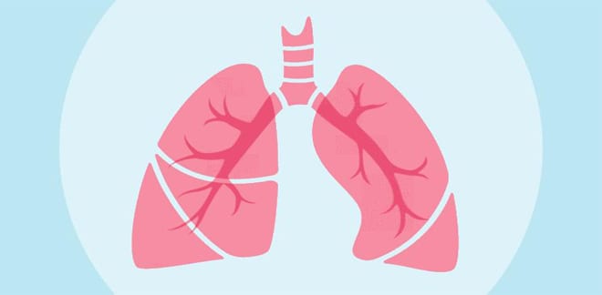 illustration of the lungs